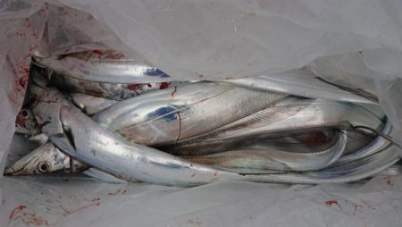 オーフリー 釣果