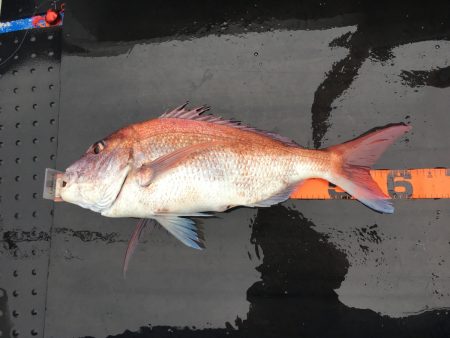 長栄丸(千葉) 釣果