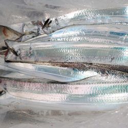 松本釣船２ 釣果