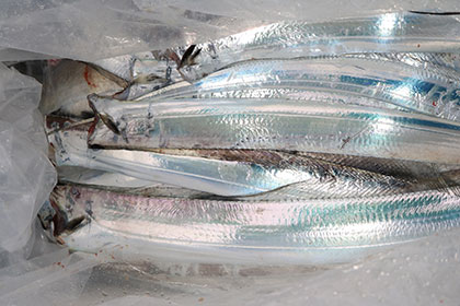 松本釣船２ 釣果