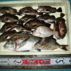 朝日丸 釣果