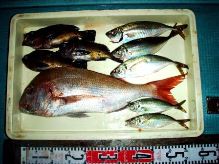 朝日丸 釣果