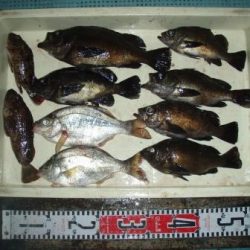 朝日丸 釣果