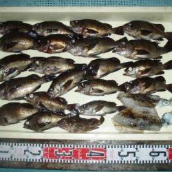 朝日丸 釣果