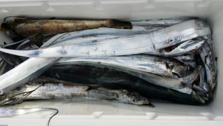 オーフリー 釣果