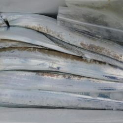 オーフリー 釣果