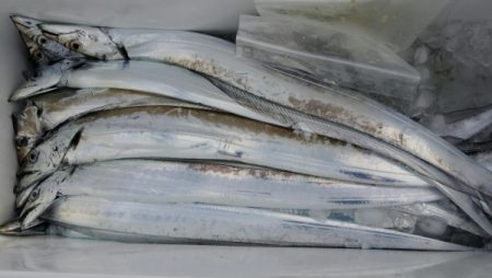 オーフリー 釣果