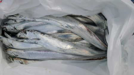 オーフリー 釣果