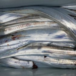 オーフリー 釣果