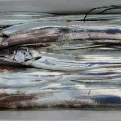 オーフリー 釣果