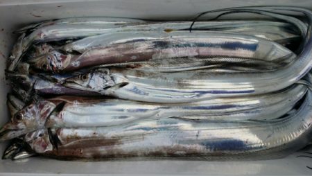 オーフリー 釣果