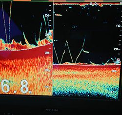 松本釣船２ 釣果