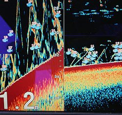 松本釣船２ 釣果