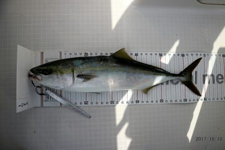 フルコンタクト 釣果