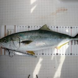 フルコンタクト 釣果