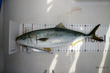 フルコンタクト 釣果