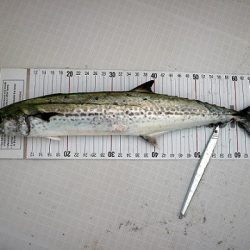 フルコンタクト 釣果