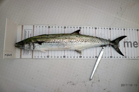 フルコンタクト 釣果