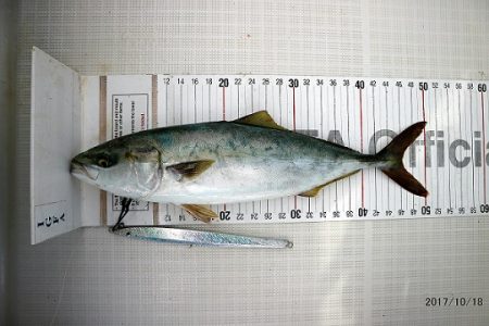 フルコンタクト 釣果