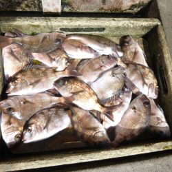 海釣り公園みかた 釣果