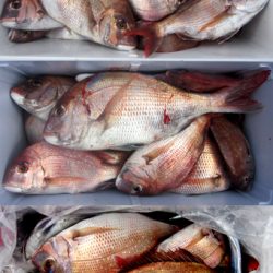 来温丸(らいおんまる) 釣果