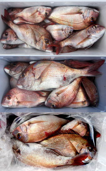 来温丸（らいおんまる） 釣果