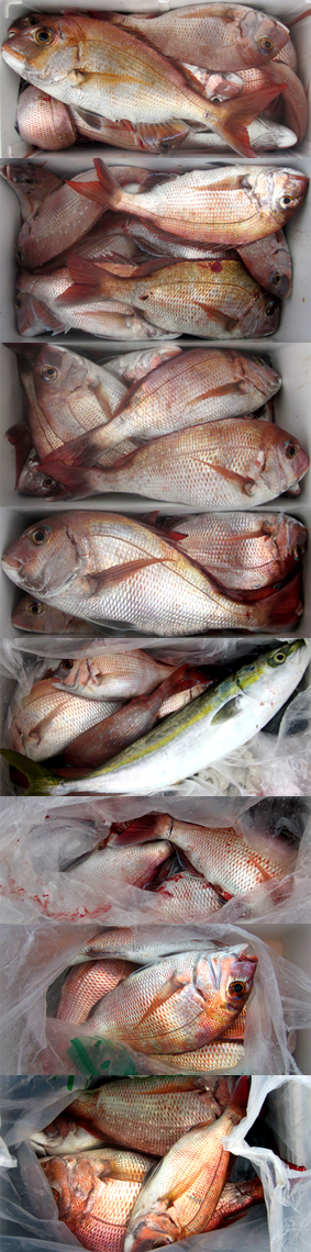 来温丸（らいおんまる） 釣果