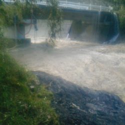 安倍川・藁科川（安倍藁科川漁業協同組合） 釣果