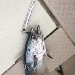 マタウマリンサービス 釣果