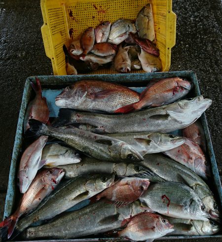 明神釣船 釣果
