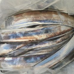 オーフリー 釣果