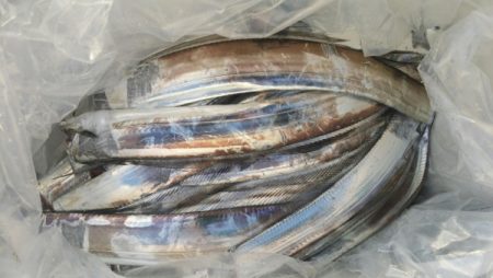 オーフリー 釣果