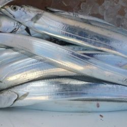 オーフリー 釣果