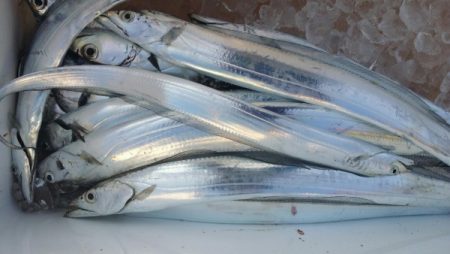 オーフリー 釣果