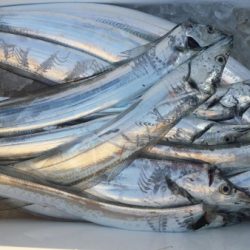 オーフリー 釣果