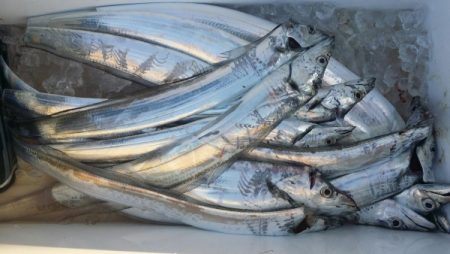 オーフリー 釣果