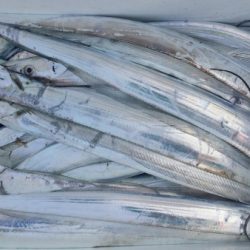 オーフリー 釣果