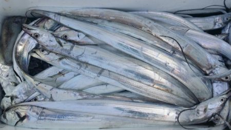 オーフリー 釣果