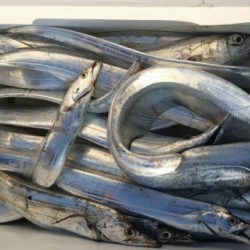 オーフリー 釣果