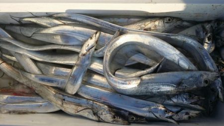 オーフリー 釣果