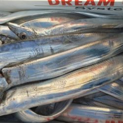 オーフリー 釣果