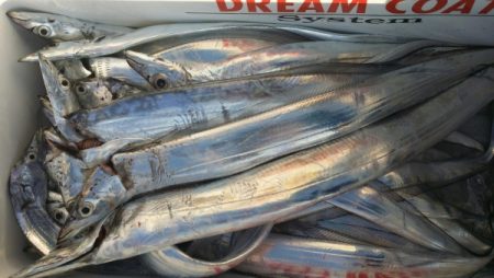 オーフリー 釣果