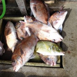 海釣り公園みかた 釣果
