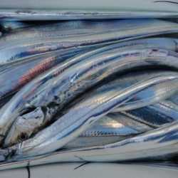 オーフリー 釣果