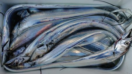 オーフリー 釣果