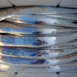 オーフリー 釣果