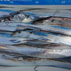 オーフリー 釣果