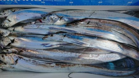 オーフリー 釣果