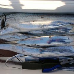 オーフリー 釣果