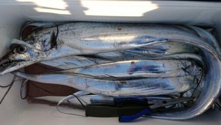 オーフリー 釣果